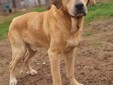 Amici a 4 zampe della Casa di Freddy a Busca Amici a 4 zampe della Casa di Freddy a Busca