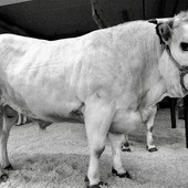 Fiera del Bue Grasso di Carrù: tradizione, gusto e orgoglio piemontese Fiera del Bue Grasso di Carrù: tradizione, gusto e orgoglio piemontese