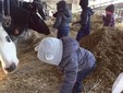 I bambini danno il cibo alle mucche