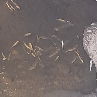 Moria di pesci nel rio di Foglienzane a Roccabruna, la segnalazione: "Continui prelievi per l'irrigazione"