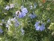 A Niella Tanaro il campo sperimentale per ammirare i fiori di Nigella (FOTO E VIDEO)
