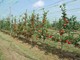 Piante di melo Tessa®, campo di sperimentazione varietale della Fondazione Agrion, Manta (fonte Agrion)