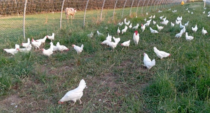 La Gallina Bianca di Saluzzo