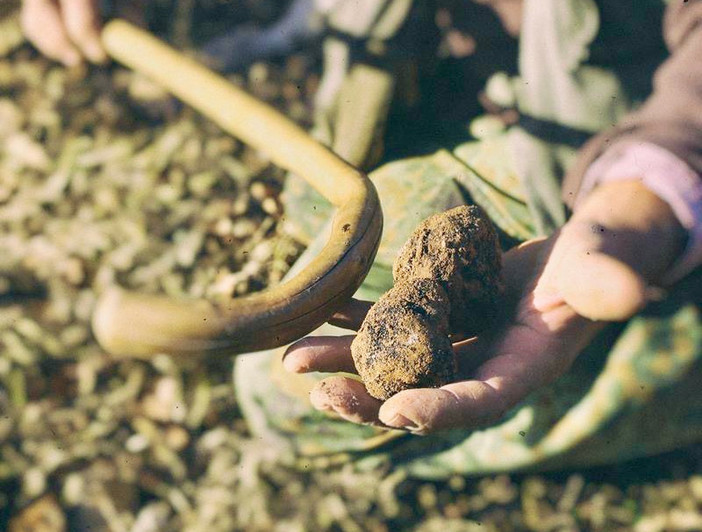 Montemale e il suo oro nero: il tartufo che racconta la Valle Grana Montemale e il suo oro nero: il tartufo che racconta la Valle Grana
