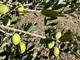 Oliveti Giachino: l’eccellenza dell’olio tra le colline torinesi