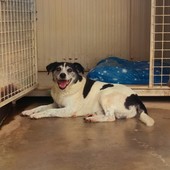 Cane anziano incastrato nella legnaia a Dogliani: l'appello del canile per ritrovare i padroni di "Eugenio"