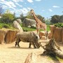 Sant’Albano Stura e Trinità: fino al 31 agosto i residenti potranno visitare gratis il bioparco Zoom di Cumiana Sant’Albano Stura e Trinità: fino al 31 agosto i residenti potranno visitare gratis il bioparco Zoom di Cumiana