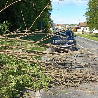 Vento forte con raffiche sino a 75 km/h in diverse zone della provincia. Numerosi gli interventi dei Vigili del fuoco per la caduta di alberi e rami