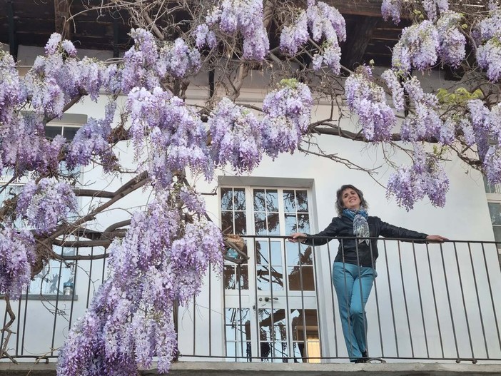 Glicine in fiore in via Mendicità, a Bra