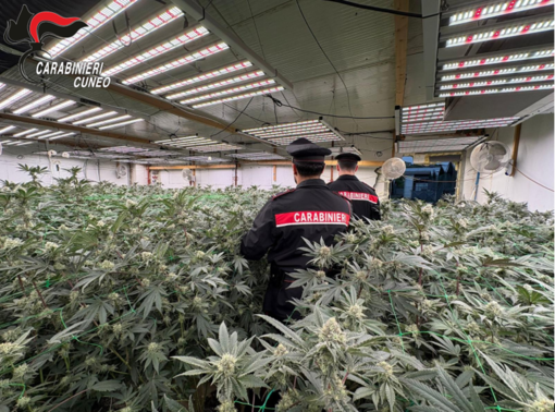 Maxi operazione antidroga "Oro verde" nel Cuneese e nel Torinese: otto arresti e sequestri per mezzo milione Maxi operazione antidroga "Oro verde" nel Cuneese e nel Torinese: otto arresti e sequestri per mezzo milione
