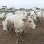 Un tipico allevamento di bovini di razza Piemontese in provincia di Cuneo Un tipico allevamento di bovini di razza Piemontese in provincia di Cuneo