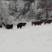 Le immagini dal video pubblicato ieri sulla pagina Instagram ufficiale del Parco Safari delle Langhe