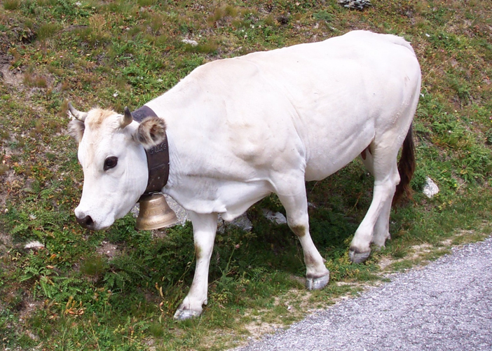 Bra sostiene la nascita del Distretto della "Carne bovina di razza piemontese" Bra sostiene la nascita del Distretto della "Carne bovina di razza piemontese"