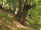 Ormea, una giornata tra i castagneti di Chionea per scoprire i benefici del "Bagno di Foresta" Ormea, una giornata tra i castagneti di Chionea per scoprire i benefici del "Bagno di Foresta"