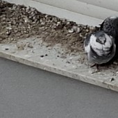 "Costretti a vivere con le tende abbassate per colpa dei piccioni": l'appello di un lettore esasperato