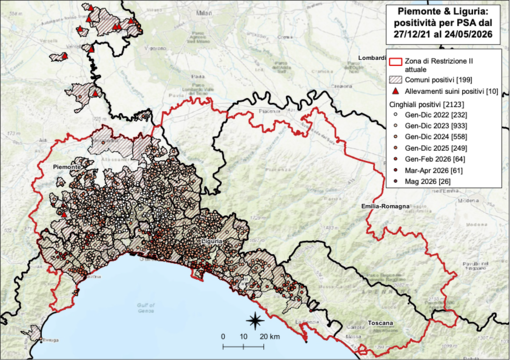 Controlli per la Psa: tre positività tra i cinghiali in Piemonte, nove in Liguria Controlli per la Psa: tre positività tra i cinghiali in Piemonte, nove in Liguria