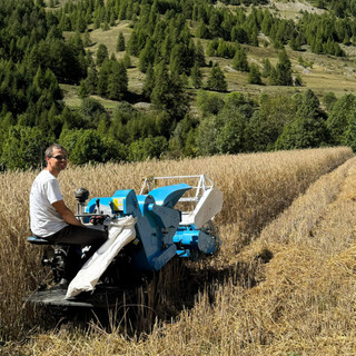 Dopo 60 anni ritornano i campi di segala a Bersezio: il merito al virtuosismo di due “montagnin” Dopo 60 anni ritornano i campi di segala a Bersezio: il merito al virtuosismo di due “montagnin”