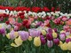 Messer Tulipano torna a colorare le città di Cuneo e Alba Messer Tulipano torna a colorare le città di Cuneo e Alba