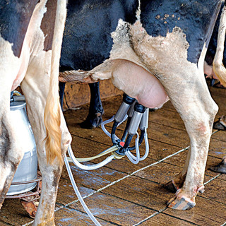 Comparto latte a rischio recessione, prezzi in caduta. Confagricoltura Piemonte chiede tavolo allargato