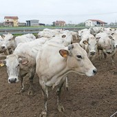 Un tipico allevamento di bovini di razza Piemontese in provincia di Cuneo Un tipico allevamento di bovini di razza Piemontese in provincia di Cuneo