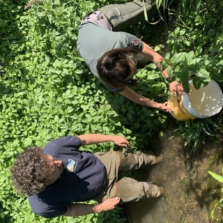 L’immissione della savetta in una delle risorgive del torrente Meletta L’immissione della savetta in una delle risorgive del torrente Meletta