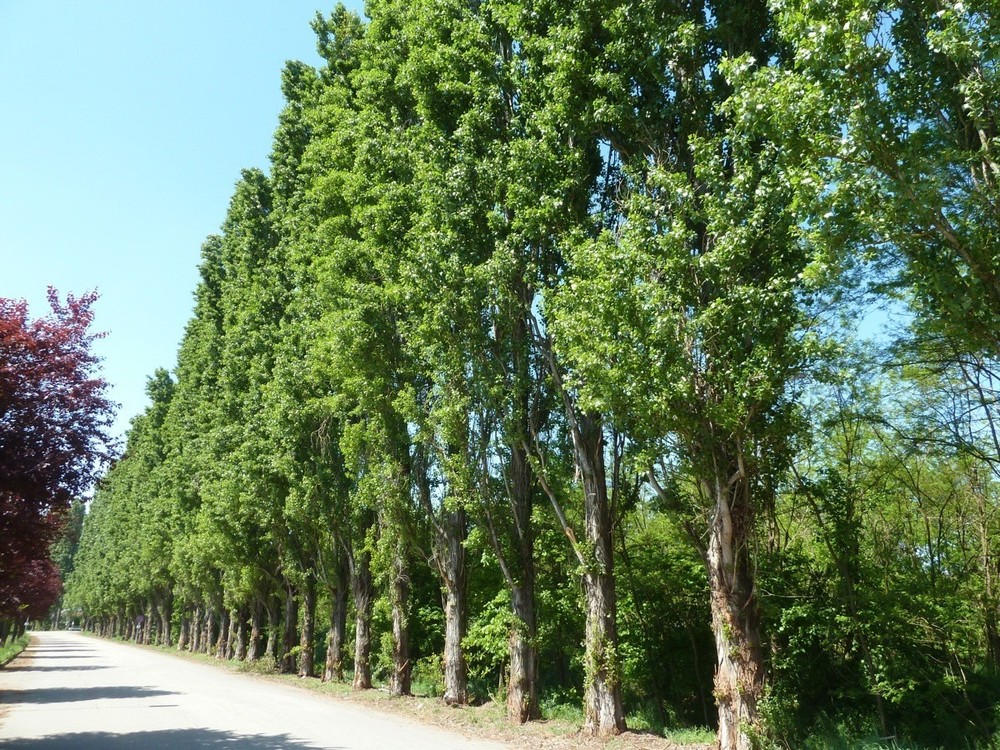 Italia Nostra dice "no" all’abbattimento dei pioppi cipressini che mascherano la zona artigianale di Montà