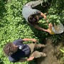 L’immissione della savetta in una delle risorgive del torrente Meletta L’immissione della savetta in una delle risorgive del torrente Meletta