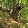 Ormea, una giornata tra i castagneti di Chionea per scoprire i benefici del "Bagno di Foresta" Ormea, una giornata tra i castagneti di Chionea per scoprire i benefici del "Bagno di Foresta"