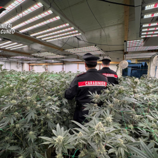Maxi operazione antidroga "Oro verde" nel Cuneese e nel Torinese: otto arresti e sequestri per mezzo milione
