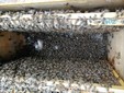 Altre api morte al fondo dell'arnia