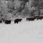 Le immagini dal video pubblicato ieri sulla pagina Instagram ufficiale del Parco Safari delle Langhe Le immagini dal video pubblicato ieri sulla pagina Instagram ufficiale del Parco Safari delle Langhe