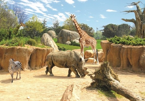 Sant’Albano Stura e Trinità: fino al 31 agosto i residenti potranno visitare gratis il bioparco Zoom di Cumiana Sant’Albano Stura e Trinità: fino al 31 agosto i residenti potranno visitare gratis il bioparco Zoom di Cumiana