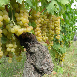 Moscato, Coldiretti dice "no" all’abbassamento delle rese sotto gli 85 quintali a ettaro Moscato, Coldiretti dice "no" all’abbassamento delle rese sotto gli 85 quintali a ettaro
