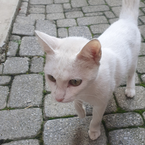 QUATTRO ZAMPE / Fossano, trovata gattina in via Novara QUATTRO ZAMPE / Fossano, trovata gattina in via Novara