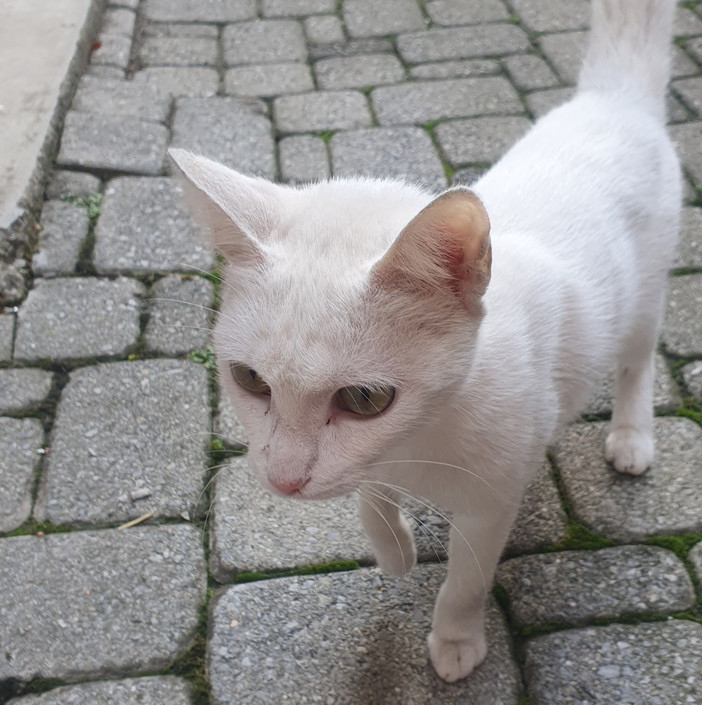 QUATTRO ZAMPE / Fossano, trovata gattina in via Novara
