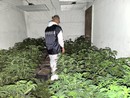 Alcune immagini piantagione scoperta dai Carabinieri di Bra a Vigliano d'Asti Alcune immagini piantagione scoperta dai Carabinieri di Bra a Vigliano d'Asti