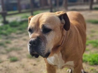 Amici a 4 zampe della Casa di Freddy a Busca Amici a 4 zampe della Casa di Freddy a Busca