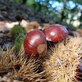 Il Consorzio “Castagna Cuneo IGP” lancia tre serate divulgative sul territorio Il Consorzio “Castagna Cuneo IGP” lancia tre serate divulgative sul territorio
