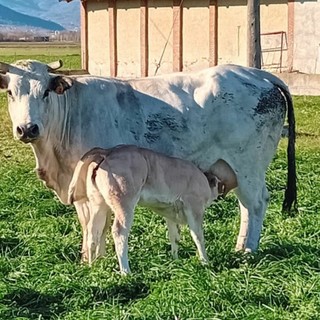 Un ringraziamento ai Vigili del Fuoco di Saluzzo