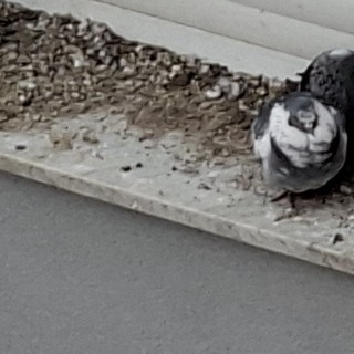 "Costretti a vivere con le tende abbassate per colpa dei piccioni": l'appello di un lettore esasperato