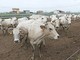 Un tipico allevamento di bovini di razza Piemontese in provincia di Cuneo Un tipico allevamento di bovini di razza Piemontese in provincia di Cuneo