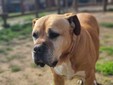 Amici a 4 zampe della Casa di Freddy a Busca Amici a 4 zampe della Casa di Freddy a Busca