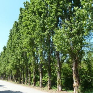Italia Nostra dice "no" all’abbattimento dei pioppi cipressini che mascherano la zona artigianale di Montà