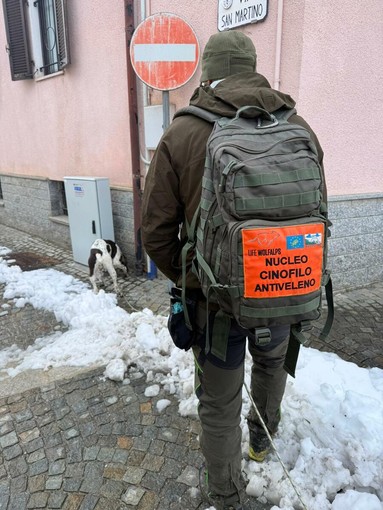 Gatto avvelenato a Vignolo: Polizia Locale fa scattare la bonifica del territorio con l'unità cinofila antiveleno dell'Ente Aree Protette Alpi Marittime