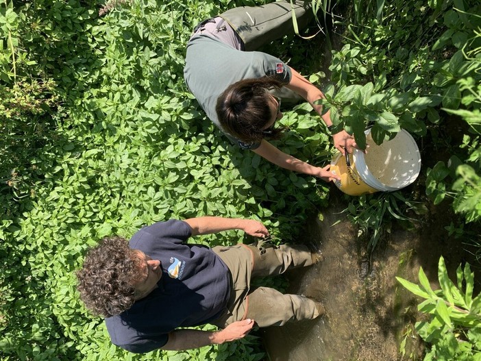 L’immissione della savetta in una delle risorgive del torrente Meletta