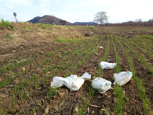 Pannolini, mascherine e cartoni della pizza: 20 sacchi di rifiuti raccolti lungo la provinciale della Valle Grana