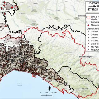 Controlli per la Psa: tre positività tra i cinghiali in Piemonte, nove in Liguria Controlli per la Psa: tre positività tra i cinghiali in Piemonte, nove in Liguria