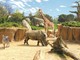 Sant’Albano Stura e Trinità: fino al 31 agosto i residenti potranno visitare gratis il bioparco Zoom di Cumiana Sant’Albano Stura e Trinità: fino al 31 agosto i residenti potranno visitare gratis il bioparco Zoom di Cumiana