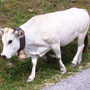 Bra sostiene la nascita del Distretto della "Carne bovina di razza piemontese" Bra sostiene la nascita del Distretto della "Carne bovina di razza piemontese"