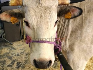 Il paese torna a essere capitale della zootecnia piemontese e custode di un’eredità che non smette di affascinare Il paese torna a essere capitale della zootecnia piemontese e custode di un’eredità che non smette di affascinare